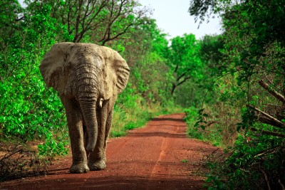 African elephant in Mole National Park, Ghana